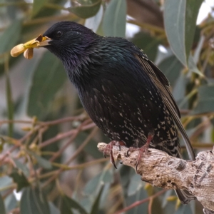 Sturnus vulgaris at Kambah, ACT - 12 Oct 2019 11:12 AM