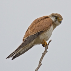 Falco cenchroides (Nankeen Kestrel) at Tuggeranong DC, ACT - 12 Oct 2019 by Marthijn