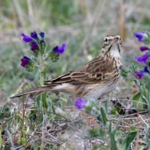 Anthus australis at Tuggeranong DC, ACT - 12 Oct 2019