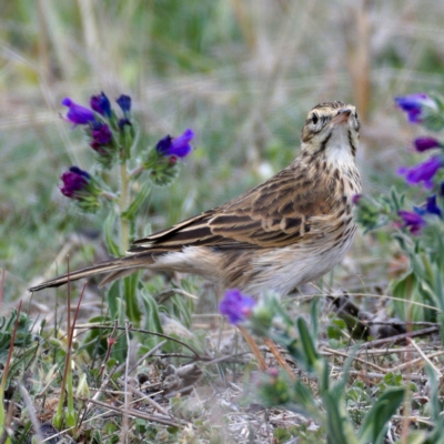 Anthus australis (Australian Pipit) at Tuggeranong DC, ACT - 12 Oct 2019 by Marthijn