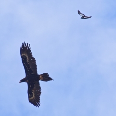 Aquila audax (Wedge-tailed Eagle) at Tuggeranong DC, ACT - 12 Oct 2019 by Marthijn