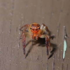 Prostheclina amplior (Orange Jumping Spider) at ANBG - 3 Oct 2019 by TimL