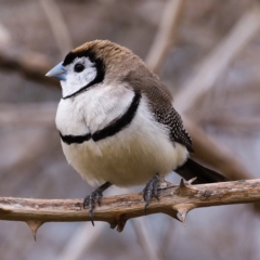 Stizoptera bichenovii (Double-barred Finch) at Urambi Hills - 12 Oct 2019 by Marthijn