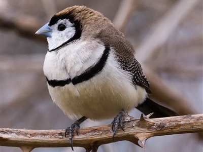 Stizoptera bichenovii (Double-barred Finch) at Tuggeranong DC, ACT - 12 Oct 2019 by Marthijn