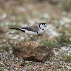 Stizoptera bichenovii (Double-barred Finch) at Nicholls, ACT - 12 Oct 2019 by dannymccreadie