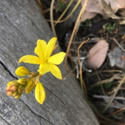 Bulbine bulbosa (Golden Lily, Bulbine Lily) at Deakin, ACT - 12 Oct 2019 by KL