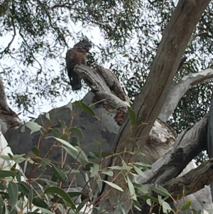 Callocephalon fimbriatum at Deakin, ACT - suppressed