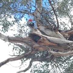 Callocephalon fimbriatum (Gang-gang Cockatoo) at GG229 - 12 Oct 2019 by KL