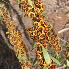 Daviesia mimosoides (Bitter Pea) at Hughes, ACT - 12 Oct 2019 by KL