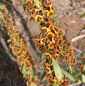 Daviesia mimosoides at Hughes, ACT - 12 Oct 2019 02:50 PM