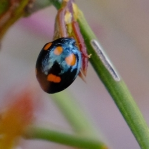 Orcus australasiae at Amaroo, ACT - 12 Oct 2019 04:16 PM