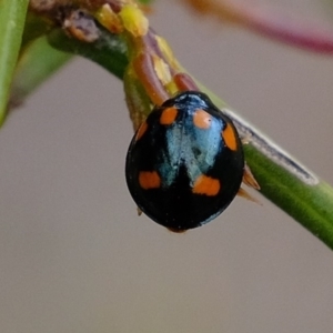 Orcus australasiae at Amaroo, ACT - 12 Oct 2019