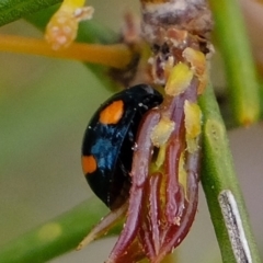 Orcus australasiae at Amaroo, ACT - 12 Oct 2019