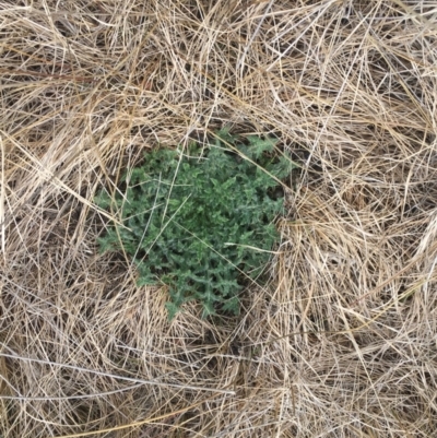 Cirsium vulgare (Spear Thistle) at Rendezvous Creek, ACT - 12 Oct 2019 by W