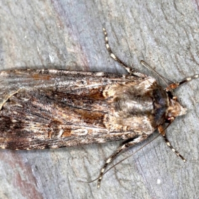 Agrotis munda (Brown Cutworm) at Rosedale, NSW - 10 Oct 2019 by jbromilow50