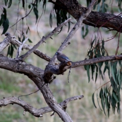 Artamus cyanopterus (Dusky Woodswallow) at Wandiyali-Environa Conservation Area - 12 Oct 2019 by Wandiyali