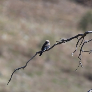 Artamus cyanopterus at Googong, NSW - 12 Oct 2019