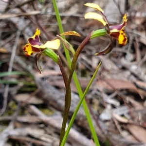 Diuris pardina at Crace, ACT - suppressed