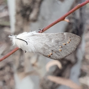 Pinara undescribed species near divisa at Kaleen, ACT - 12 Oct 2019