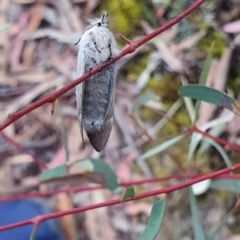 Pinara undescribed species near divisa at Kaleen, ACT - 12 Oct 2019 05:56 PM