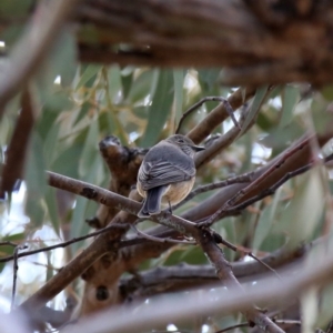 Pachycephala rufiventris at Jerrabomberra, NSW - 12 Oct 2019