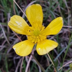 Ranunculus sp. (Buttercup) at Hall Cemetery - 12 Oct 2019 by AaronClausen