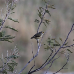 Pardalotus striatus (Striated Pardalote) at Wandiyali-Environa Conservation Area - 12 Oct 2019 by Wandiyali