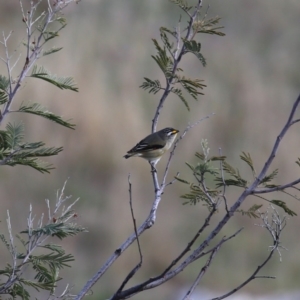 Pardalotus striatus at Jerrabomberra, NSW - 12 Oct 2019