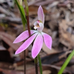 Caladenia carnea at Crace, ACT - suppressed