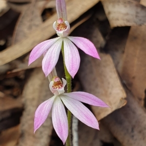 Caladenia carnea at Crace, ACT - suppressed