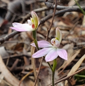 Caladenia carnea at Crace, ACT - suppressed