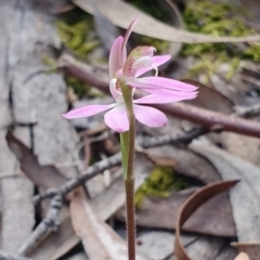 Caladenia carnea (Pink Fingers) at Kaleen, ACT - 12 Oct 2019 by AaronClausen