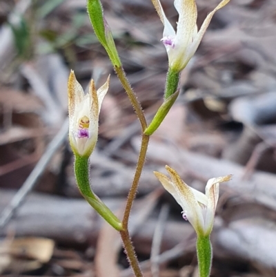 Caladenia ustulata (Brown Caps) at Crace, ACT - 12 Oct 2019 by AaronClausen