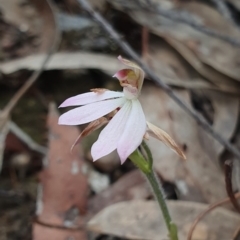 Caladenia carnea (Pink Fingers) at Crace, ACT - 12 Oct 2019 by AaronClausen