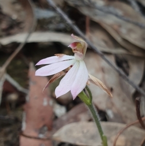 Caladenia carnea at Crace, ACT - 12 Oct 2019