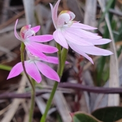 Caladenia carnea (Pink Fingers) at Kaleen, ACT - 12 Oct 2019 by AaronClausen