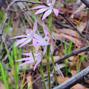 Caladenia carnea at Kaleen, ACT - suppressed