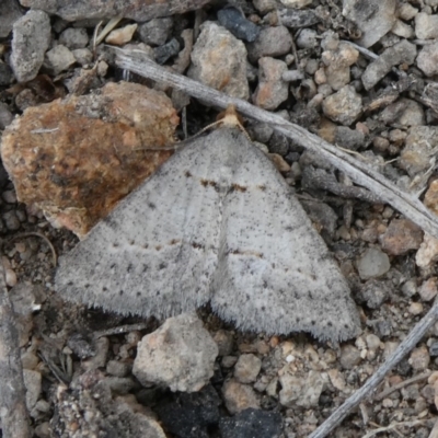 Taxeotis exsectaria (Ochre-headed Taxeotis) at Theodore, ACT - 12 Oct 2019 by Owen