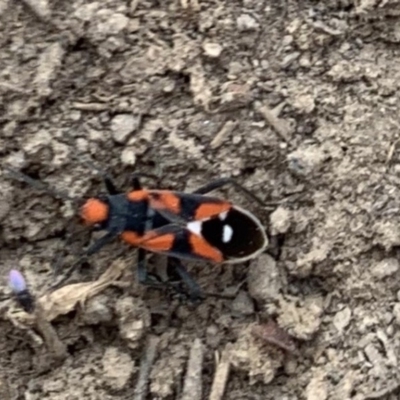 Melanerythrus mactans (A seed bug) at Fowles St. Woodland, Weston - 12 Oct 2019 by AliceH