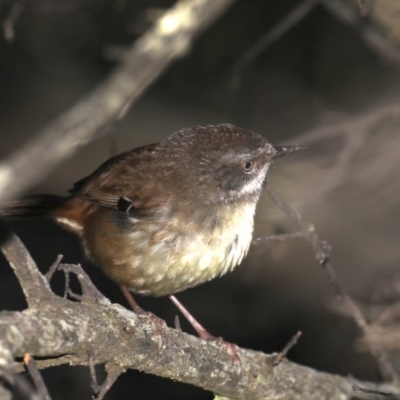 Sericornis frontalis (White-browed Scrubwren) at Guerilla Bay, NSW - 10 Oct 2019 by jbromilow50