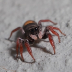 Apricia jovialis (Jovial jumping spider) at Hackett, ACT - 3 Oct 2019 by TimL