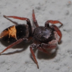 Apricia jovialis at Hackett, ACT - 3 Oct 2019