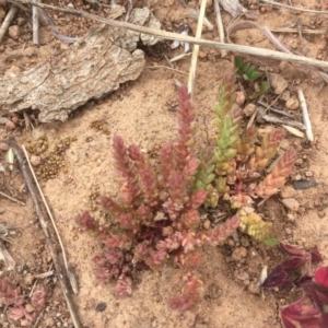 Crassula sieberiana at Griffith, ACT - 12 Sep 2019 11:05 AM