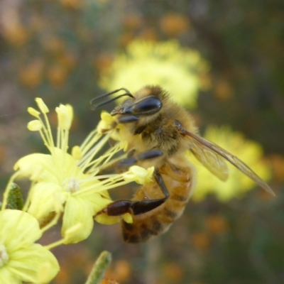 Apis mellifera (European honey bee) at Aranda, ACT - 2 Sep 2015 by JanetRussell
