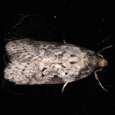 Philobota baryptera (Spotty Philobota) at Rosedale, NSW - 10 Oct 2019 by jb2602