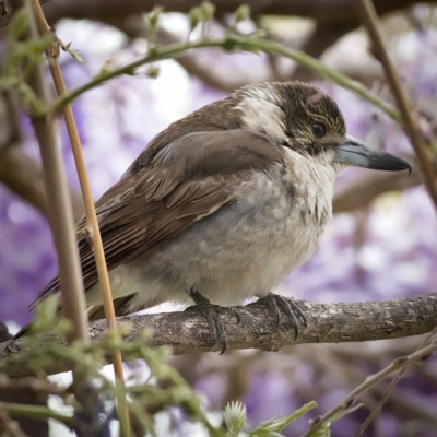 Cracticus torquatus (Grey Butcherbird) at Kambah, ACT - 12 Oct 2019 by Marthijn