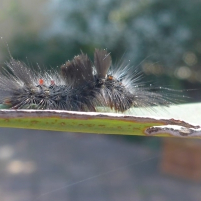 Orgyia anartoides (Painted Apple Moth) at Aranda, ACT - 11 Sep 2015 by JanetRussell