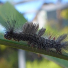 Orgyia anartoides at Aranda, ACT - 11 Sep 2015 02:17 PM