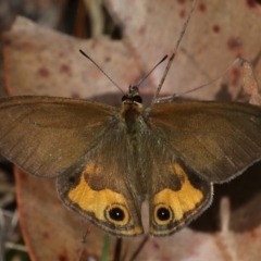 Hypocysta metirius (Brown Ringlet) at Guerilla Bay, NSW - 9 Oct 2019 by jbromilow50