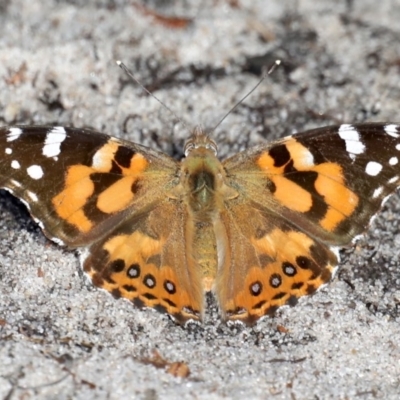 Vanessa kershawi (Australian Painted Lady) at Broulee, NSW - 9 Oct 2019 by jbromilow50